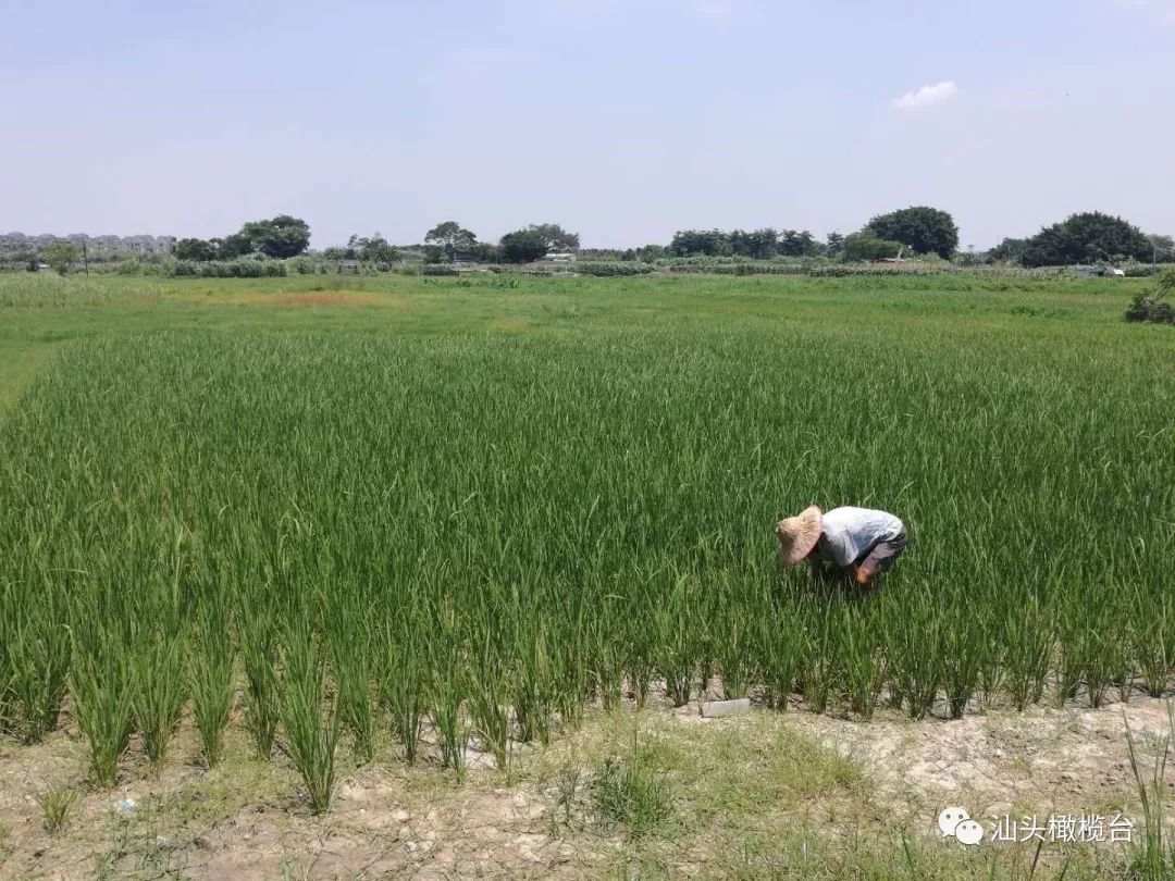 在线等!龙湖区周厝塭农田再度受旱 农户盼望水源灌溉旱田