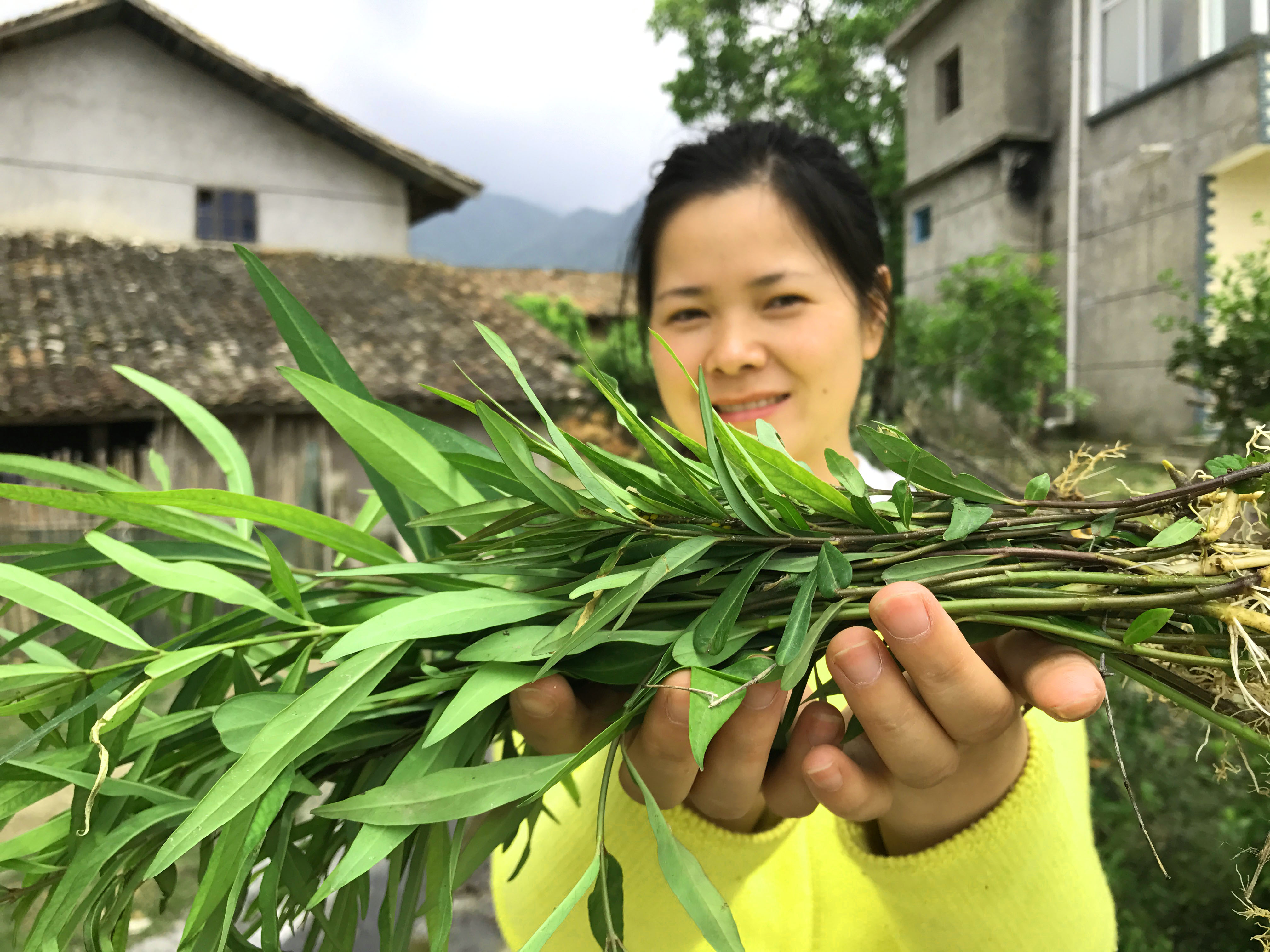 扯根菜的功效与作用图片