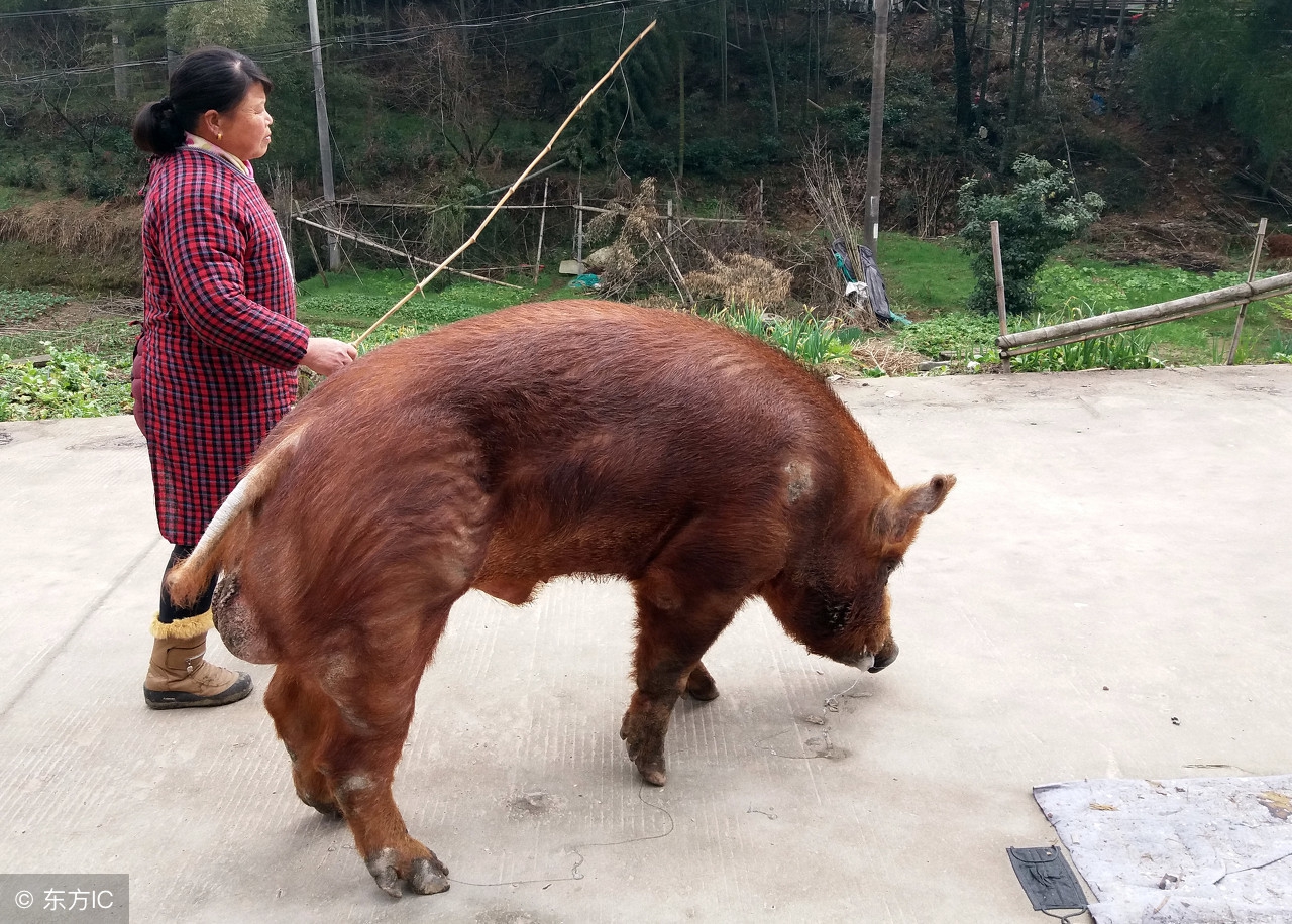 四头猪在疯狂对视图片图片