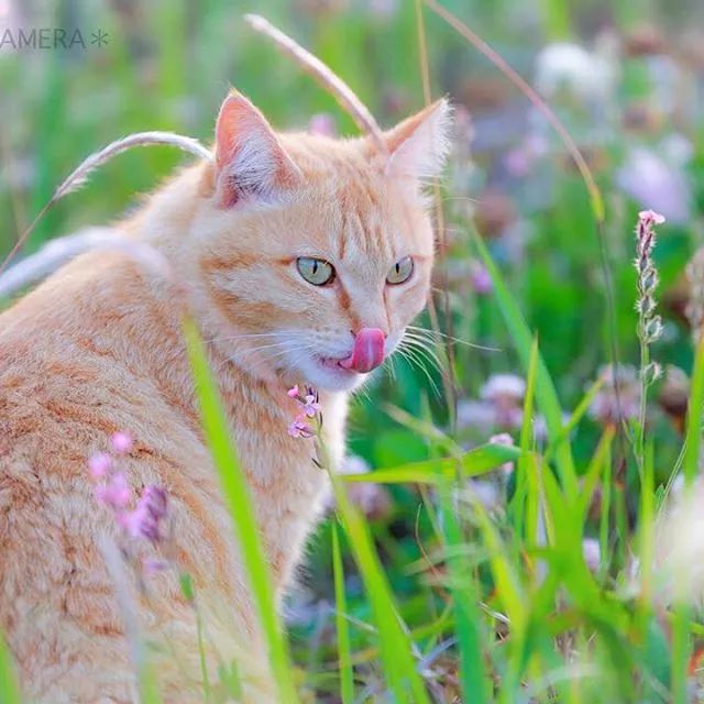 绿眼睛的橘猫图片