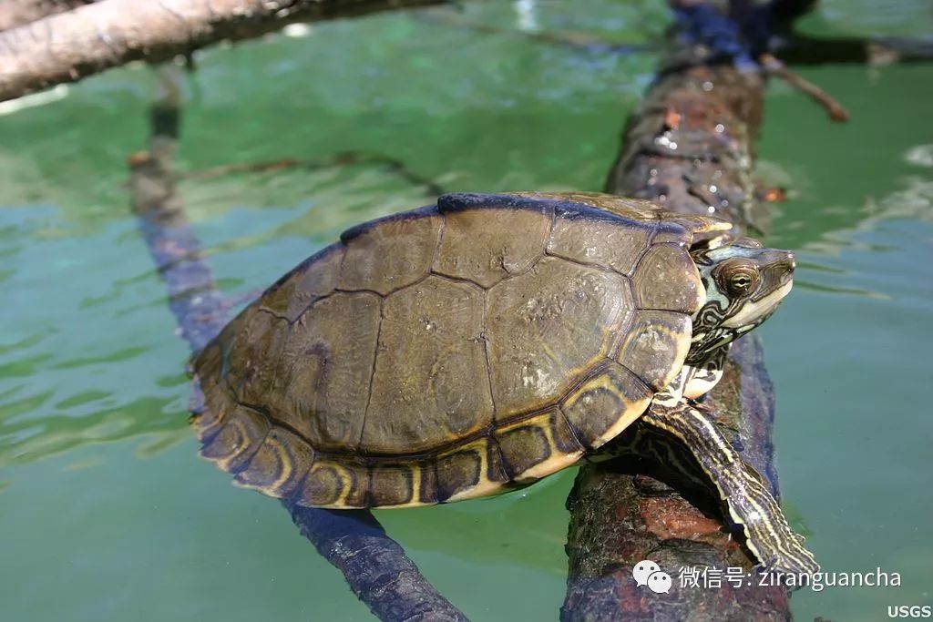 你見過背上長了等高線的地圖龜嗎神奇的生物