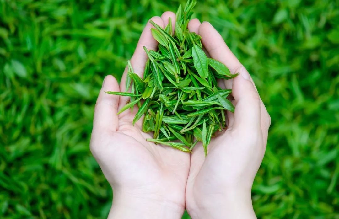 【茶屋薦書】《惠及世界的一片神奇樹葉》| 中華茶文化通史