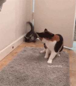 这只小猫闯进房间要跟大猫打架大猫懵这是沙雕什么招式