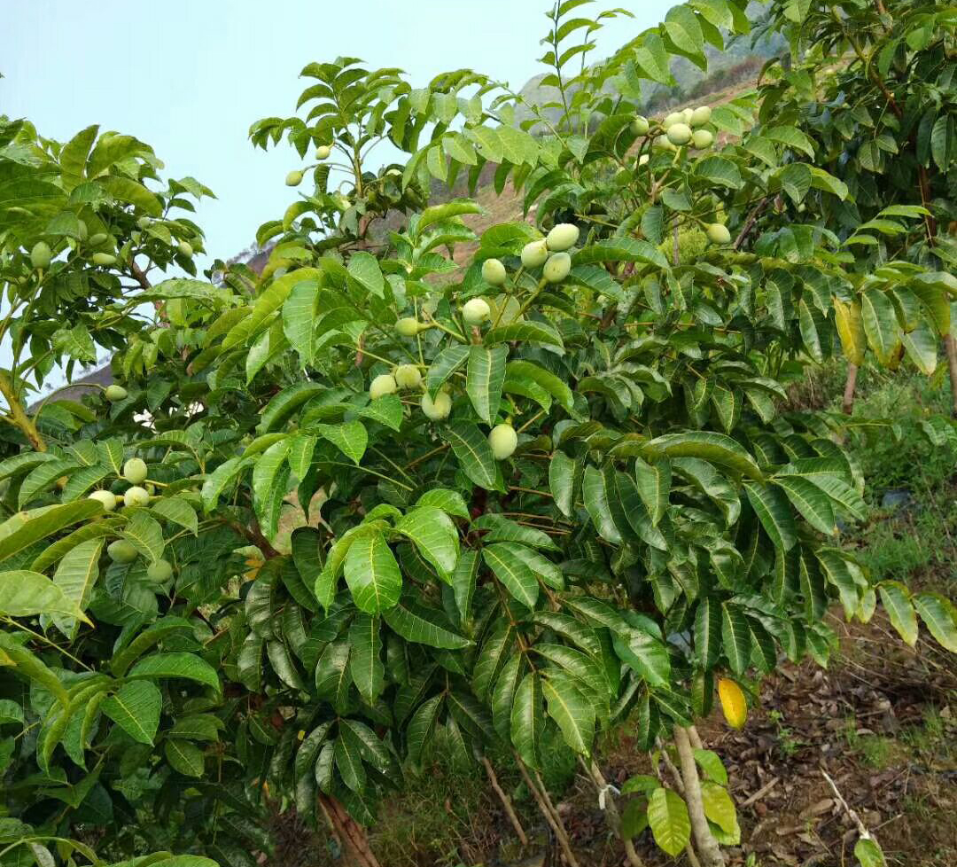 工藝欖的興起使黑欖種植效益大增黑欖成為農民的黑瑪瑙