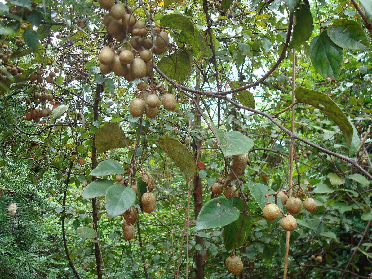 陕西陕南汉中略阳野生猕猴桃,味道鲜美是略阳当地特色野生水果!
