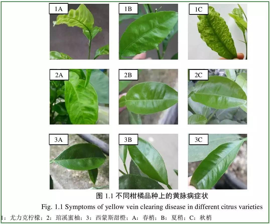 柑橘黄脉病图片