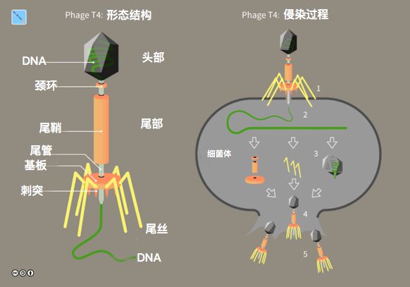 t4噬菌体形态结构和侵染模式图.图片:guido4 wikipedia.