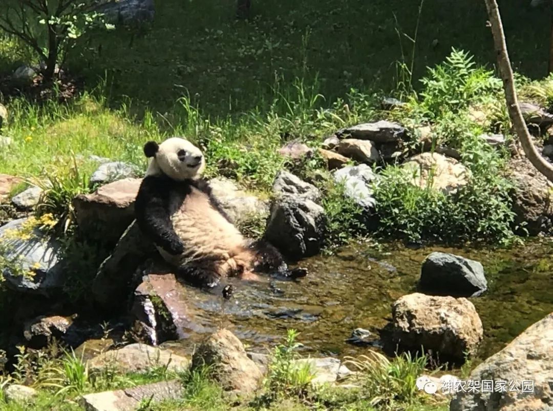 神农架大熊猫 初夏开启山泉浴模式