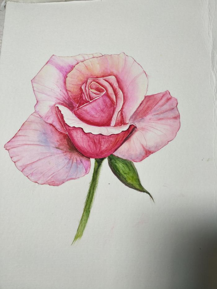 零基础学水彩一朵盛开的玫瑰花绘画过程分享