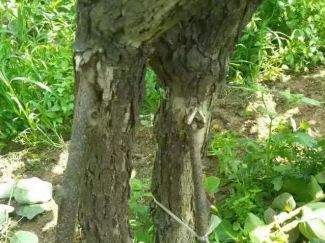 猕猴桃桥接技术,让树干纵向裂皮的果树起死回