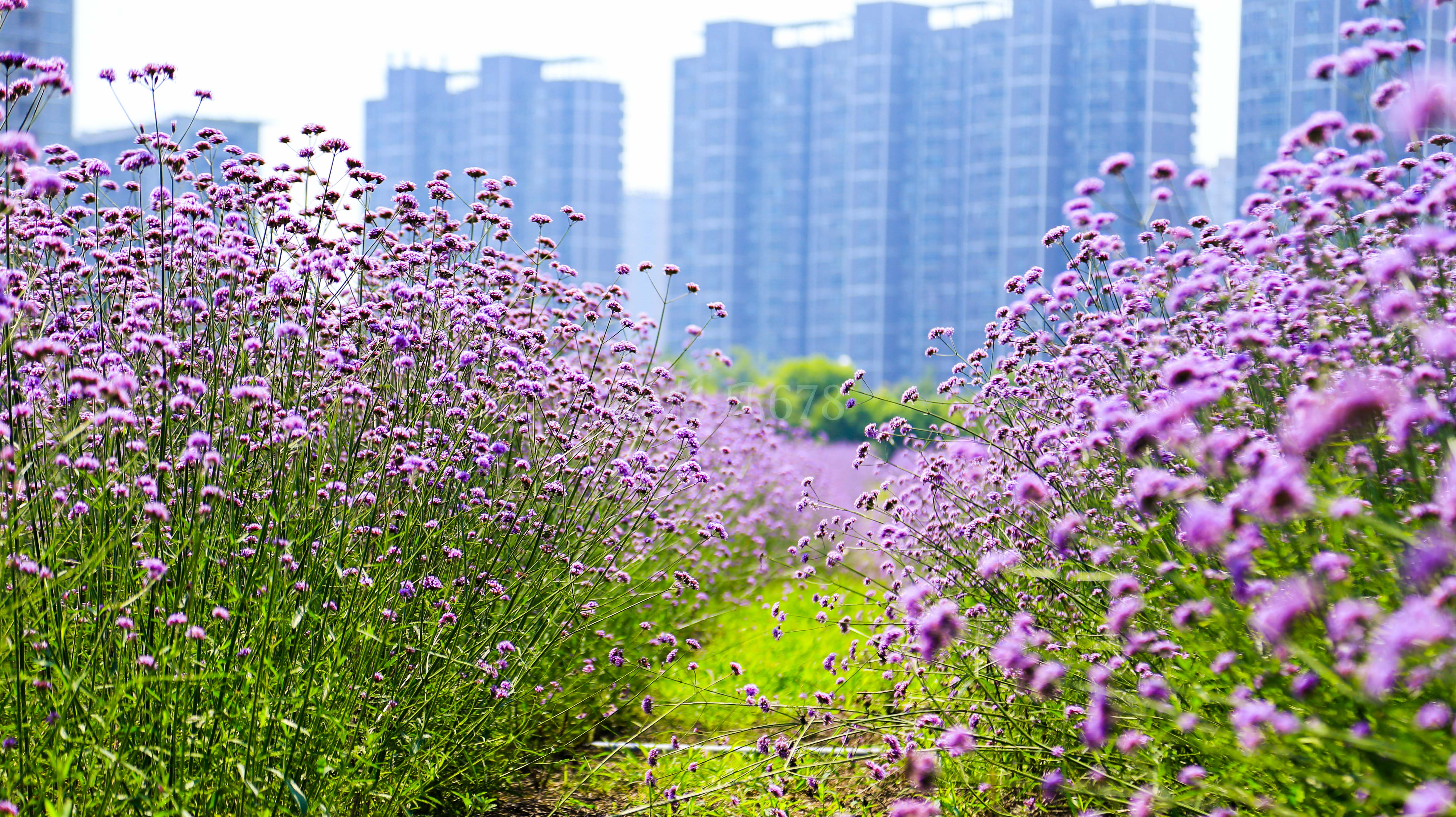 杭州钱江世纪城国博旁网红柳叶马鞭草花海进入盛放期