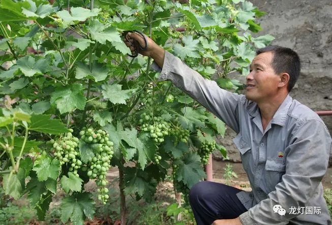 龍燈學堂葡萄樹想要結的葡萄多剪枝是關鍵怎麼剪什麼時候剪