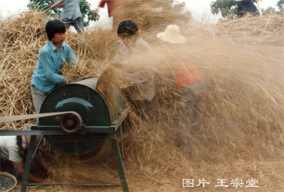 珍贵实拍的30年前商丘打麦的场景还是大圆桶子打麦机呢