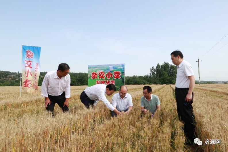 与会专家学者首先观摩了 济源财源种业杂交小麦制种田 和 杂交小麦