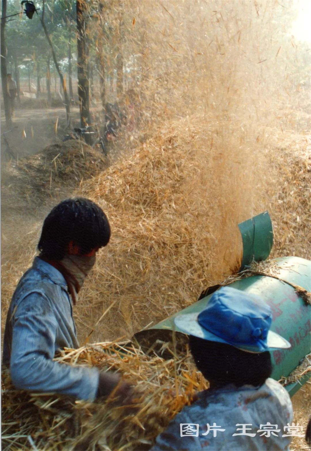 珍贵实拍的30年前商丘打麦的场景还是大圆桶子打麦机呢