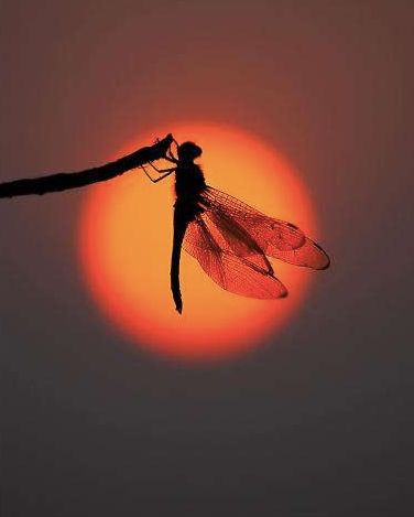纪录片晚霞中的红蜻蜓图片