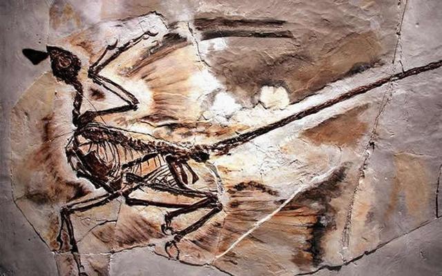 四翼小盗龙骨骼样本中发现世界上最早的皮屑化石