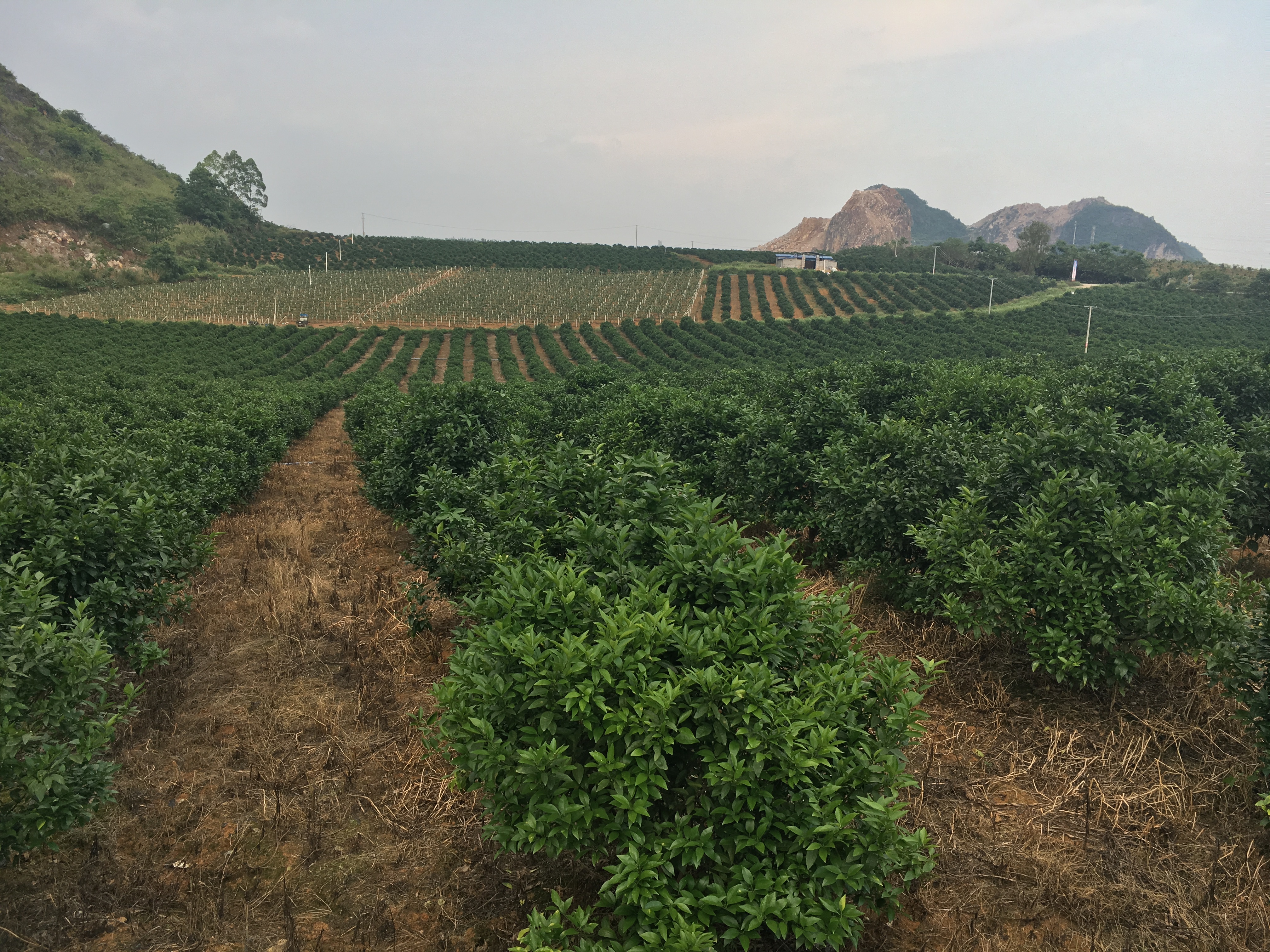 柑橘种植北界图片