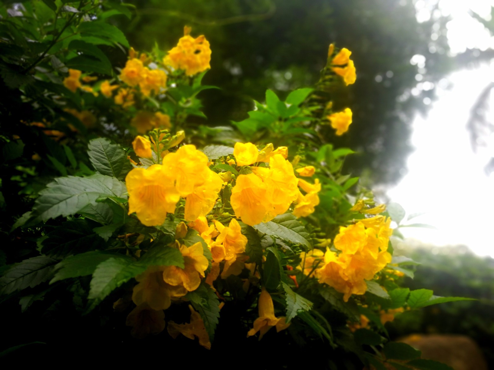 翠色欲滴的黄钟花引起围观,亮丽嫩黄迎来刷屏