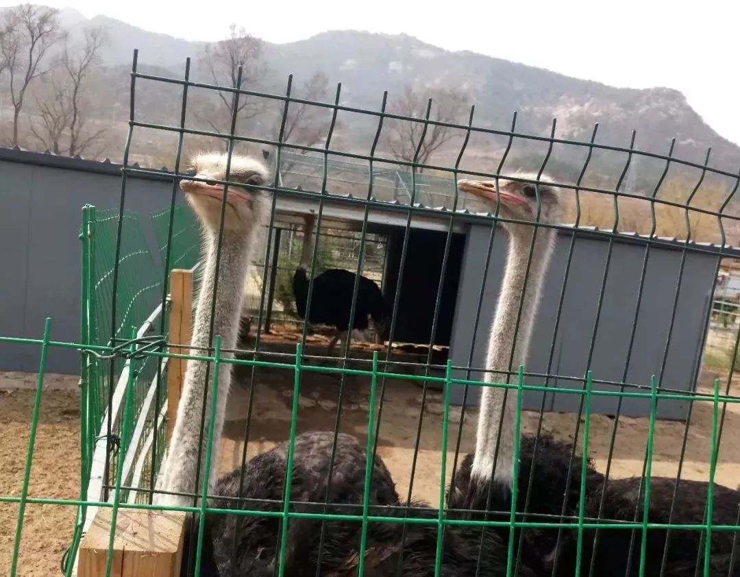 里口山亲子动物园门票图片