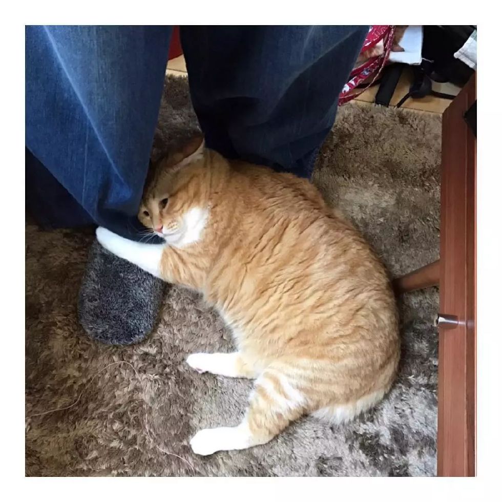 来自日本的网红橘猫亮出了它的看家绝技:抱大腿!
