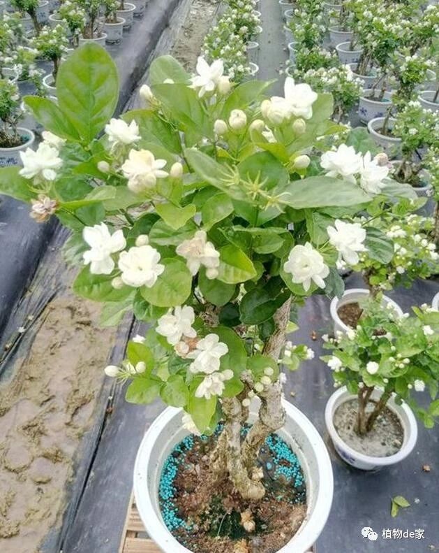 老王養的茉莉花1年開3次一次比一次香有妙招