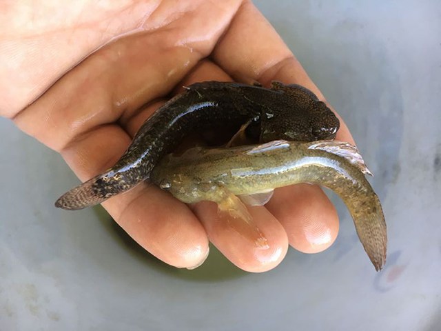 天津獨流鹼河裡釣上來的這種小魚是什麼品種?可以油炸了吃嗎?