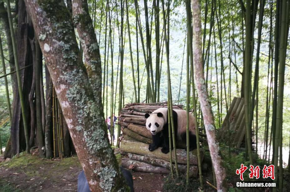 汶川大熊猫基地图片