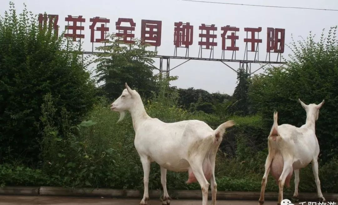 大奖等你来千阳中国莎能奶山羊之乡摄影采风活动开始啦