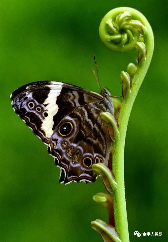 波紋黛眼蝶菜粉蝶pieris rapae linnaeus達摩鳳蝶睇暮眼蝶蝶戀花(官朝