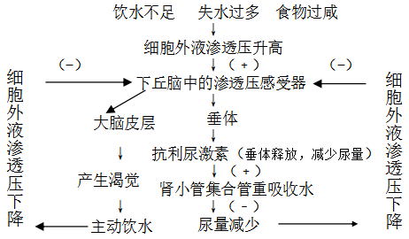 中樞→傳出神經→效應器(還包括肌肉和腺體)11,神經調節與體液調節的