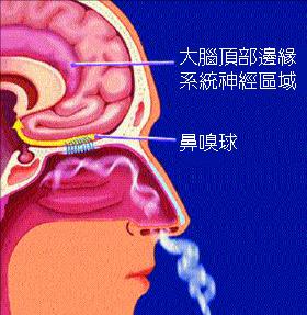 引起鼻子嗅覺失靈的原因有哪些?