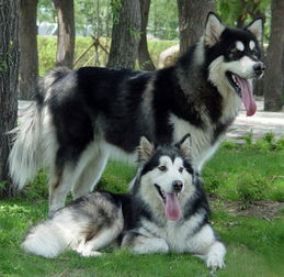妈妈和猛犬阿拉斯加图片