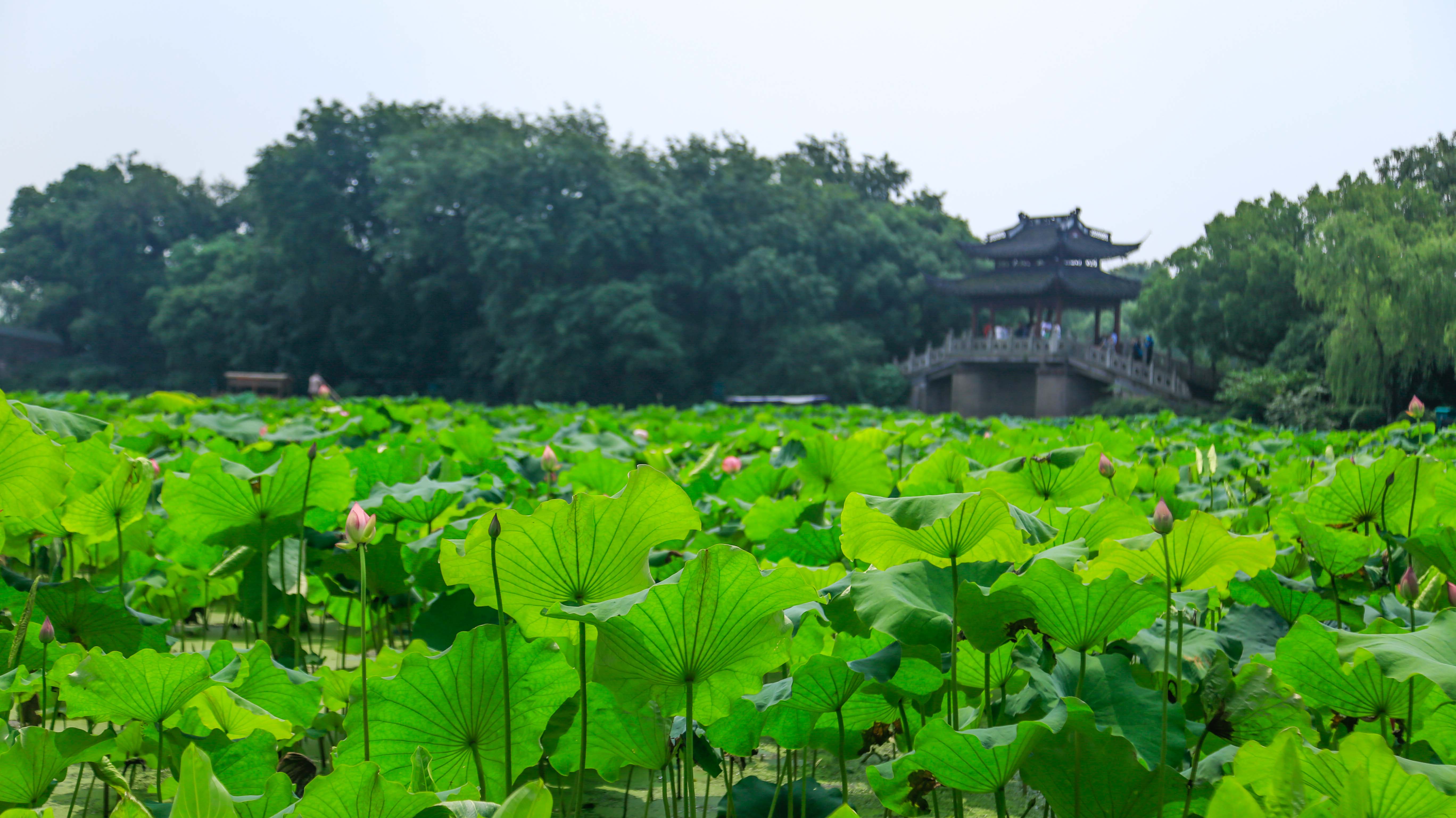 人间西湖六月天,曲院风荷接天莲叶无穷碧 风光不与四时同