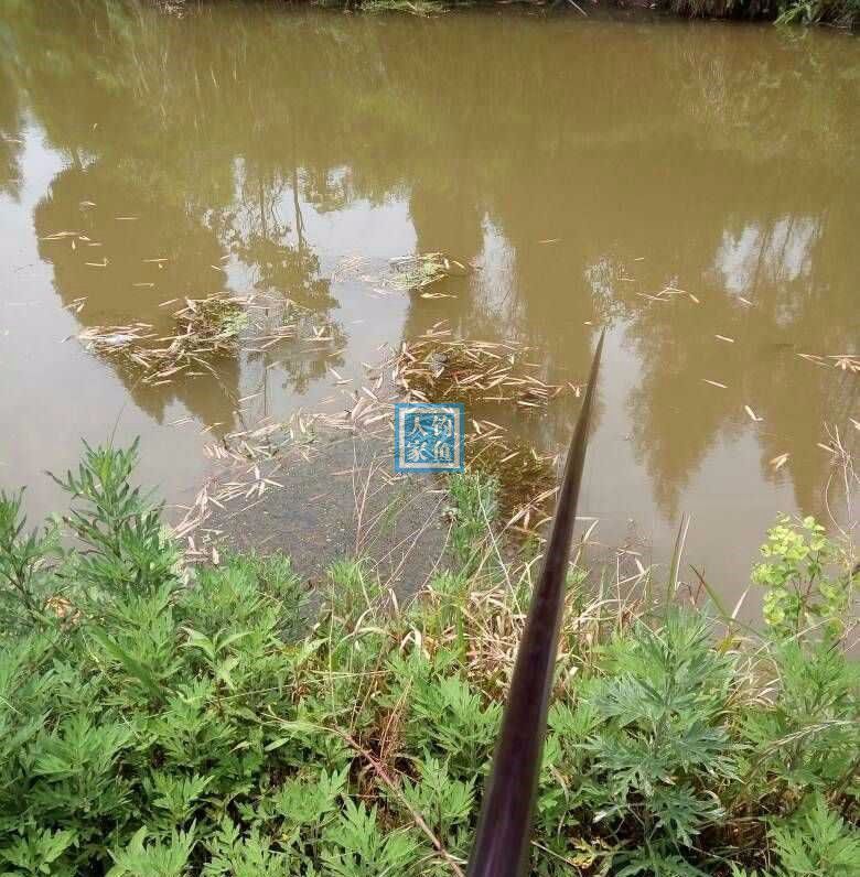 浑浊小河沟 秘制 鸭儿米 全教程 酵香诱鱼让鲫鱼疯狂连竿上钩