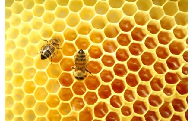 我们先来一起看一个关于蜂巢的设计故事,感受那份小小蜜蜂修筑蜂巢