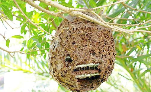 农村乡下的野生蜜蜂常于山中筑巢马蜂偏爱在树上蜂蜜却是好东西