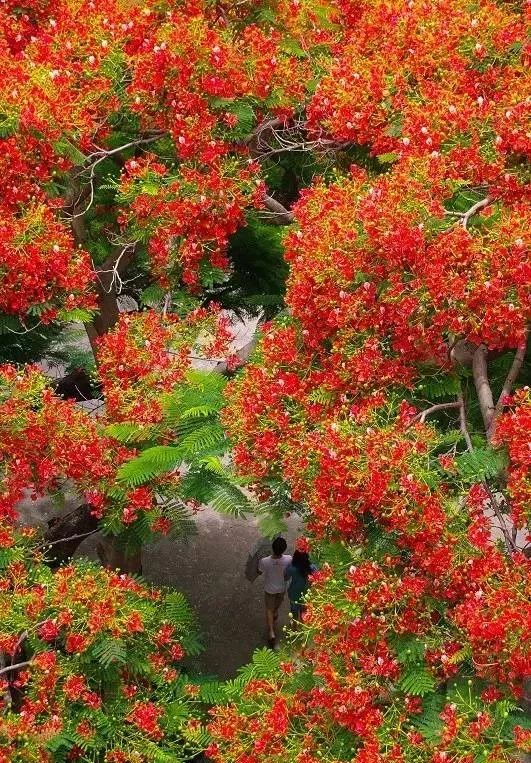 鳳凰花開兩季:一季老生走,一季新生來.