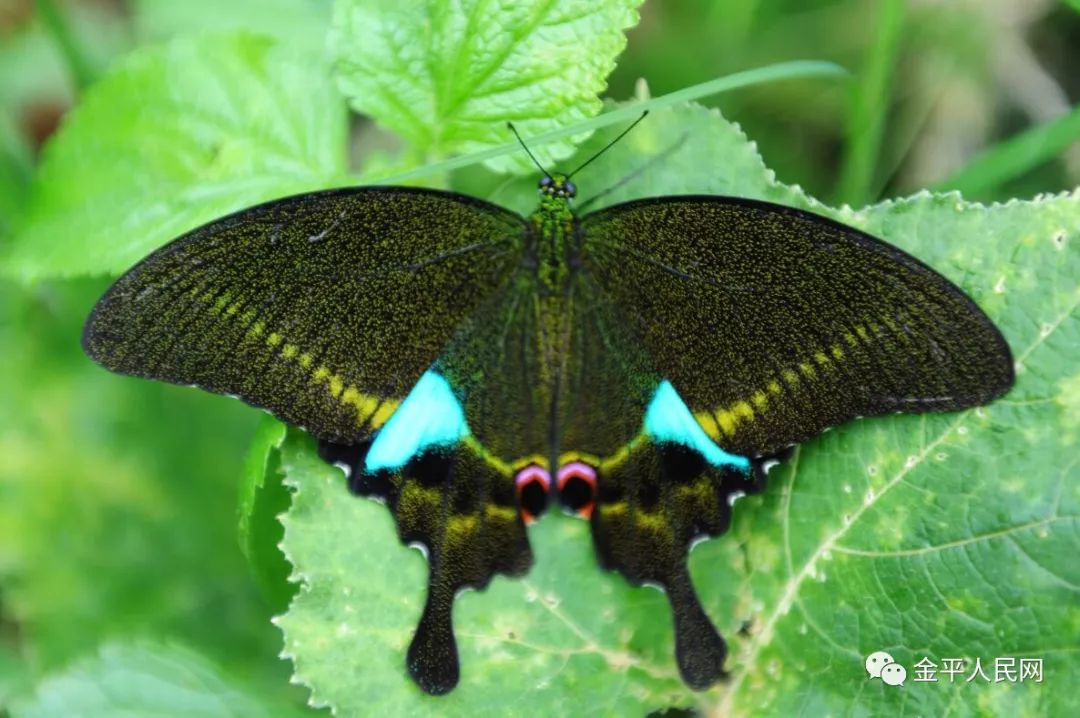 巴黎翠鳳蝶papilio (princeps) paris linnaeus巴黎翠鳳蝶幼蟲白帶紅