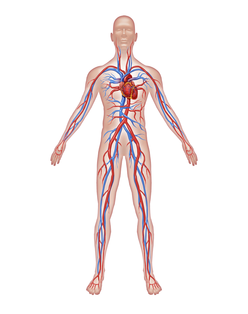 全身大动脉血管图图片