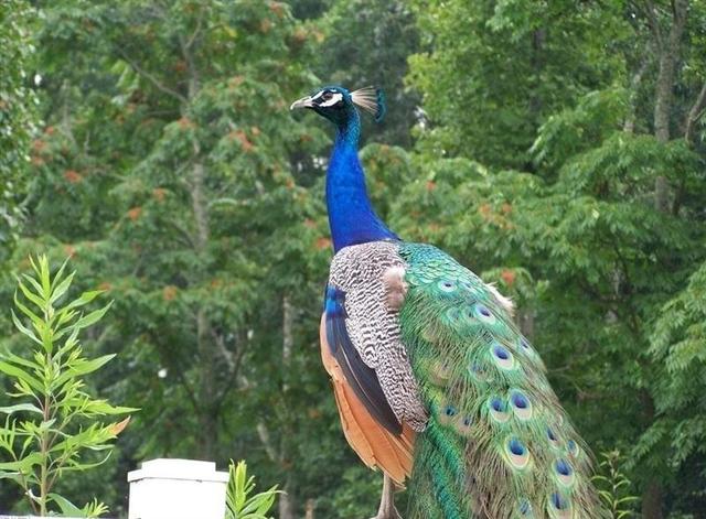 鳳凰飛回傳說,孔雀守望森林王族的公子,身穿富麗的長袍百草千花太過