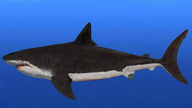 真正的海洋终极猎手巨齿鲨大口张开比姚明还高