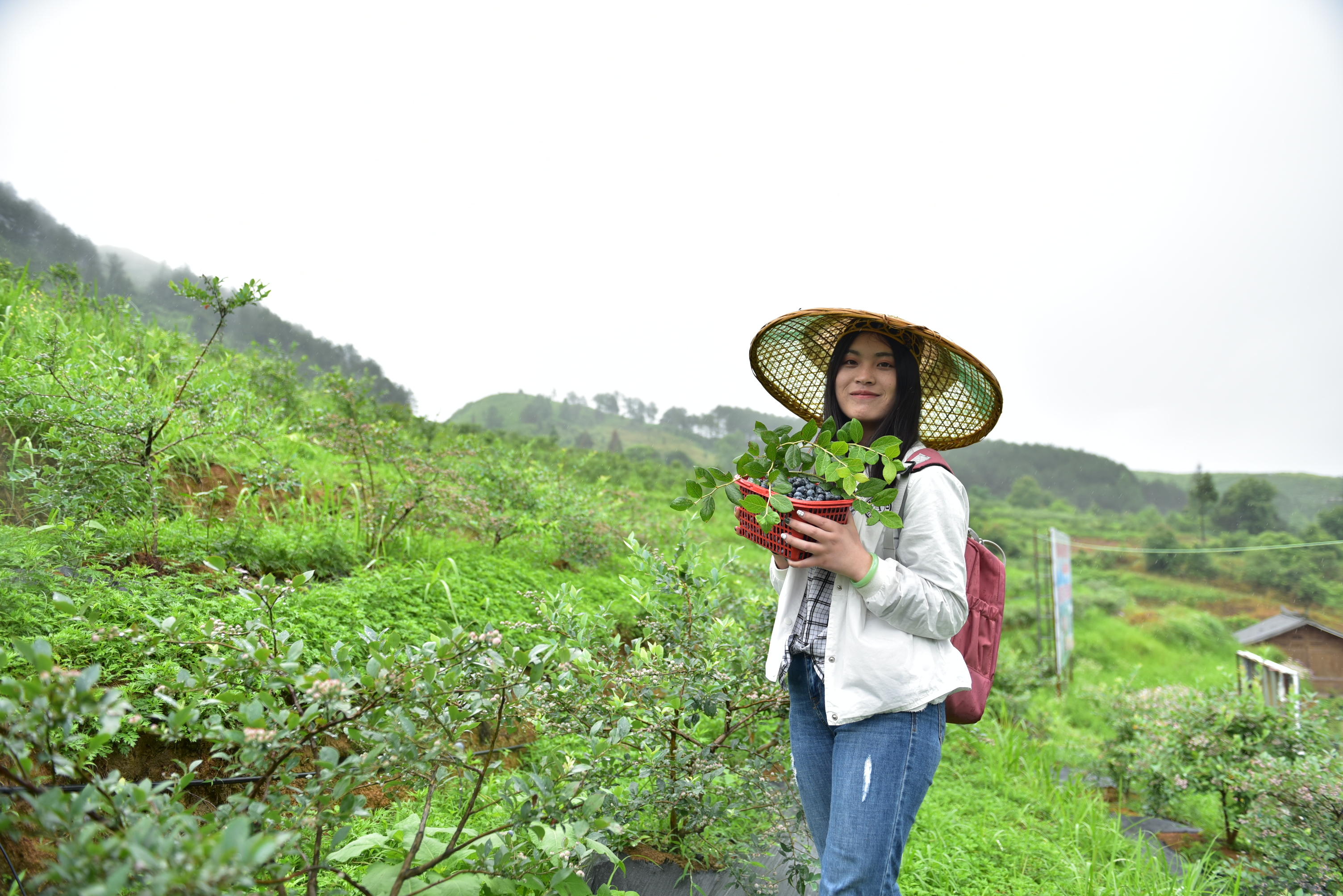 麻江藍莓進入了採摘季,貴州伊勝生態農業開發有限公司採摘基地所在