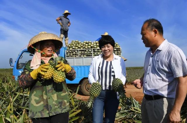 徐聞菠蘿滯銷,便宜到2毛一斤,