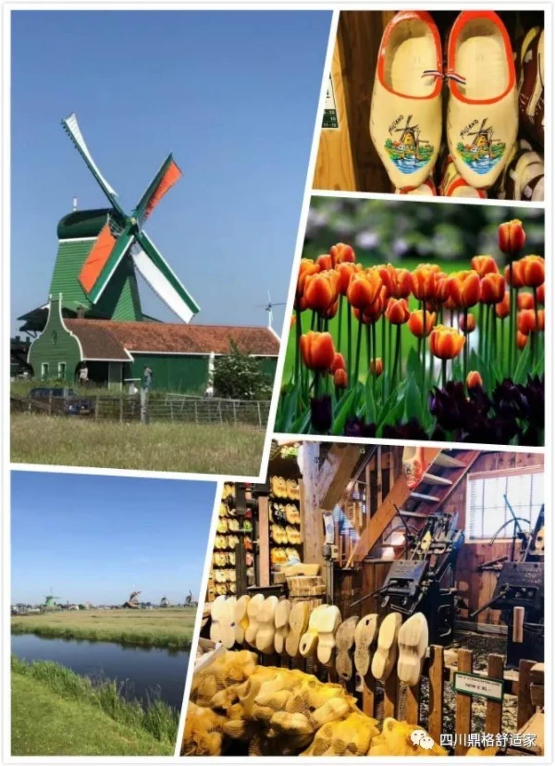 都说荷兰有三宝,你知道是哪三宝吗?没错,是郁金香,风车和木鞋