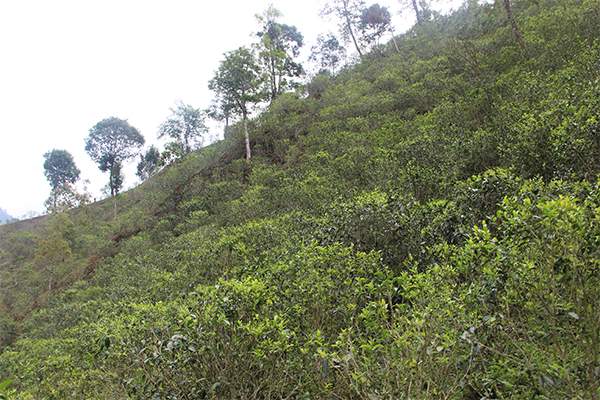 古六大茶山革登普洱茶怎么样?