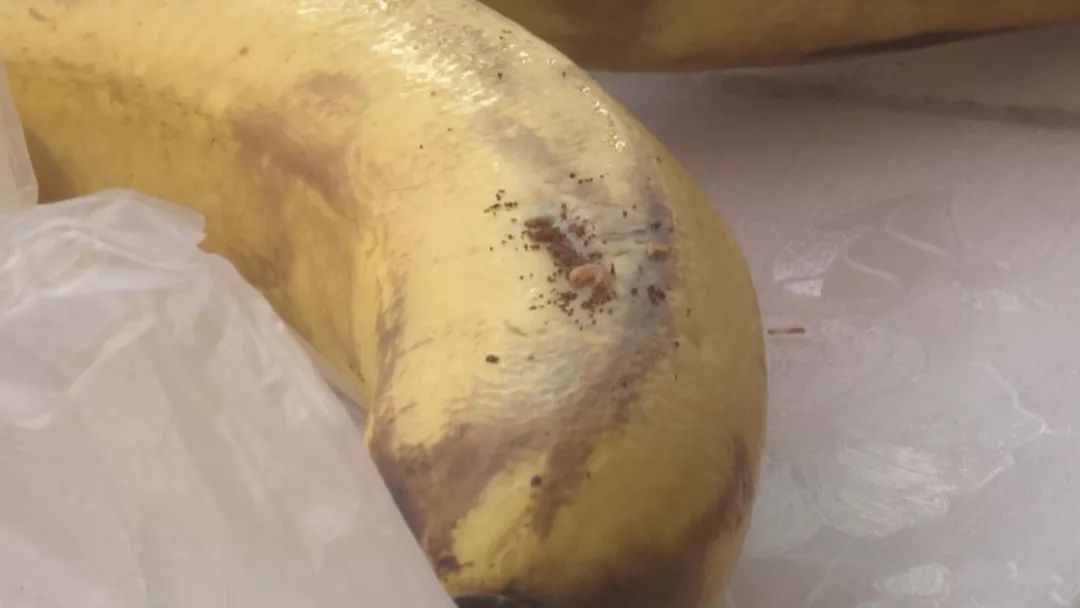 新鲜香蕉吃出小白虫难道香蕉不能吃了吗