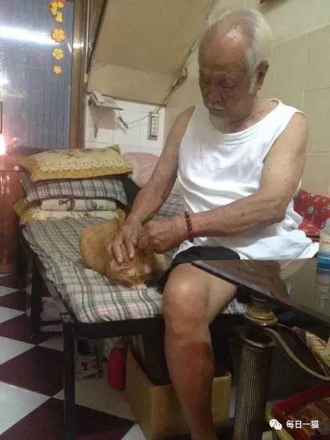 年迈的老爷爷养了一只橘猫看猫身材就知道幸福