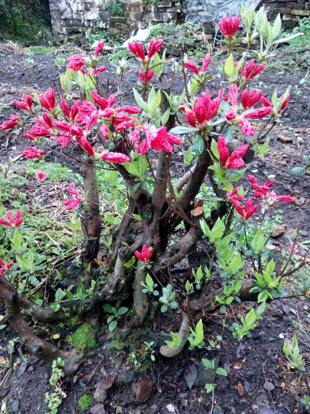 最关键的一点,映山红用什么植料好,他带好摄农夫去山上看野生的映山红