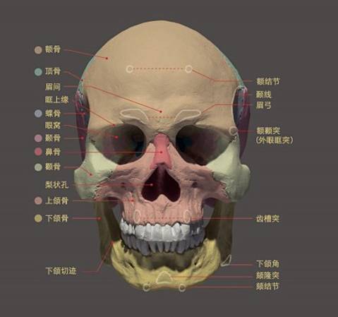 以及侧面下部和上部的重要转折点,标志着面部正面的宽窄,颧骨的高矮